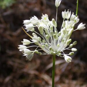 Bloeiende Allium flavum subsp. flavum in natuurlijke omgeving.
