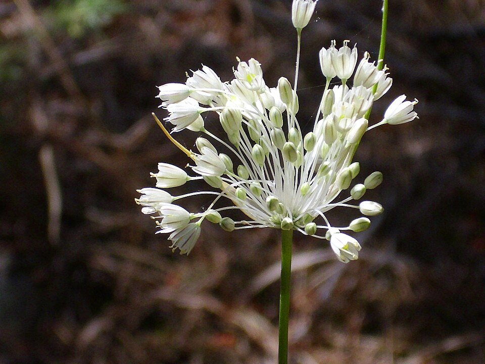 Bloeiende Allium flavum subsp. flavum in natuurlijke omgeving.