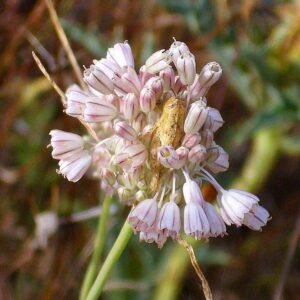 Bloeiende Allium paniculatum bloem in CampodeCalatrava, Nederland.