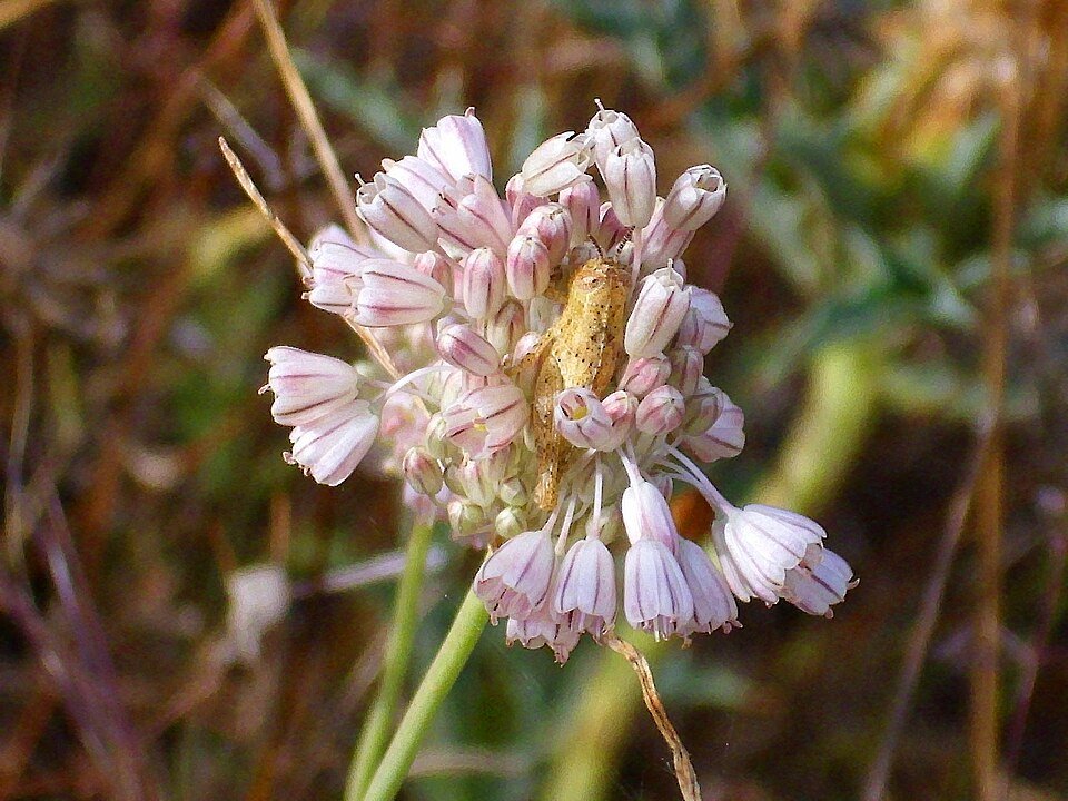 Bloeiende Allium paniculatum bloem in CampodeCalatrava, Nederland.