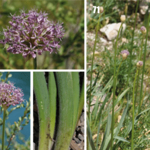 Allium bloemen in paars tegen groene bladeren op natuurlijke achtergrond.