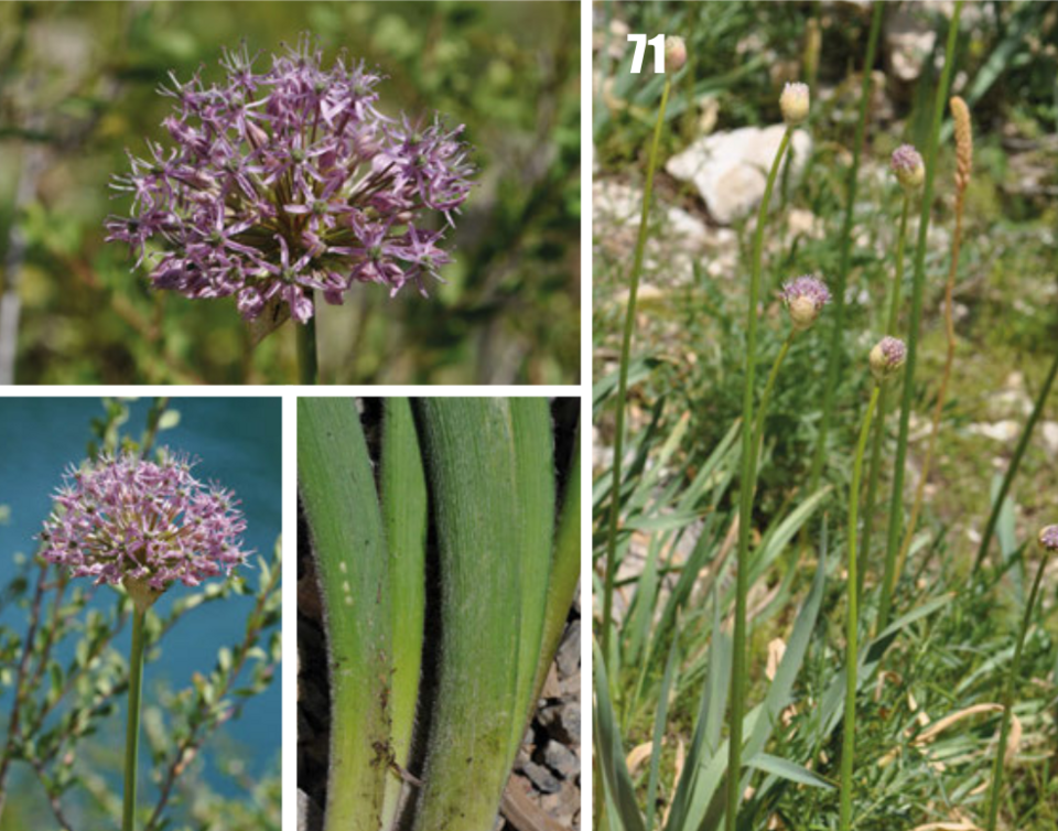 Allium bloemen in paars tegen groene bladeren op natuurlijke achtergrond.