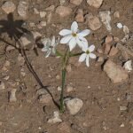 Gele Narcissus obsoletus bloem op een groene achtergrond.