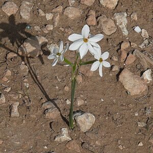 Gele Narcissus obsoletus bloem op een groene achtergrond.