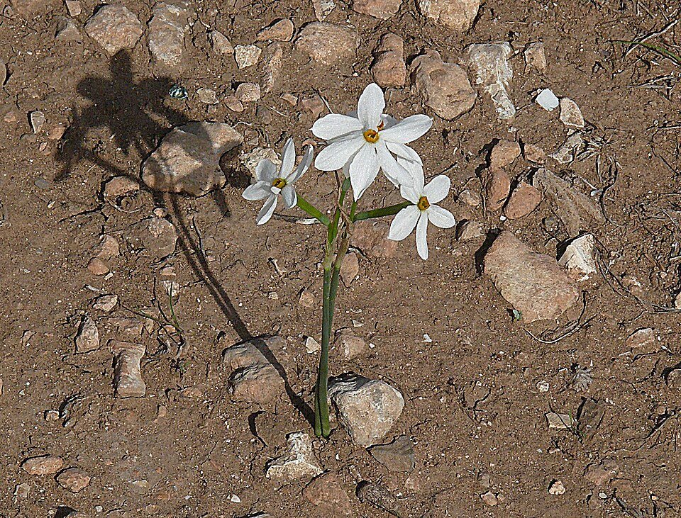 Gele Narcissus obsoletus bloem op een groene achtergrond.