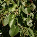 Hartvormige bladeren van de Alnus cordata boom op kalkrijke grond.