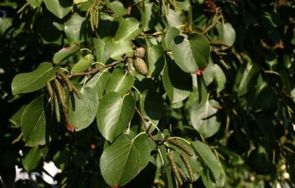 Hartvormige bladeren van de Alnus cordata boom op kalkrijke grond.