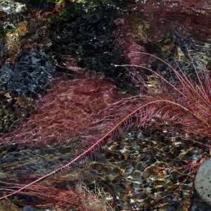 Zwarte els boom met winterharde eigenschappen.