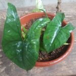 Alocasia heterophylla plant with large green leaves and unique patterns.