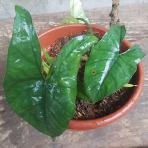 Alocasia heterophylla plant with large green leaves and unique patterns.