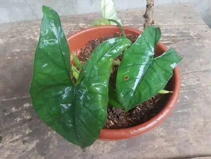 Alocasia heterophylla plant with large green leaves and unique patterns.