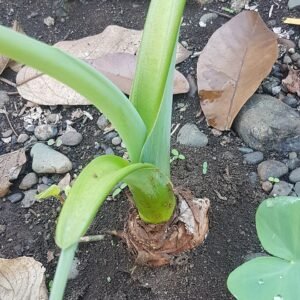 Tropische Alocasia macrorrhizos corm in de Filippijnen.