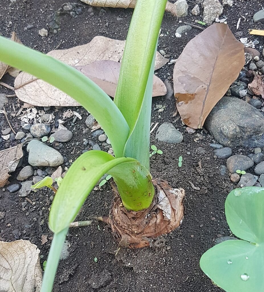 Tropische Alocasia macrorrhizos corm in de Filippijnen.