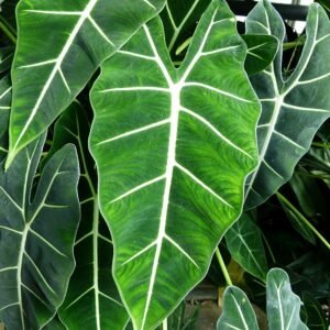 Alocasia micholitziana plant with large green leaves and white veins.