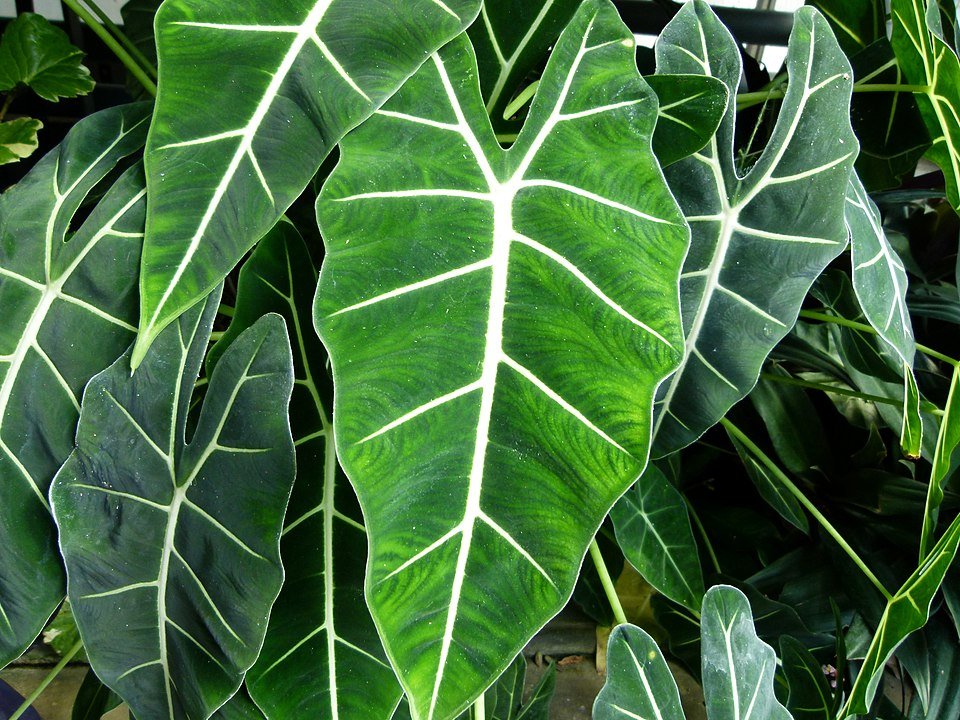 Alocasia micholitziana plant with large green leaves and white veins.