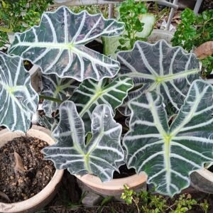 Alocasia × mortfontanensis plant in botanical garden.
