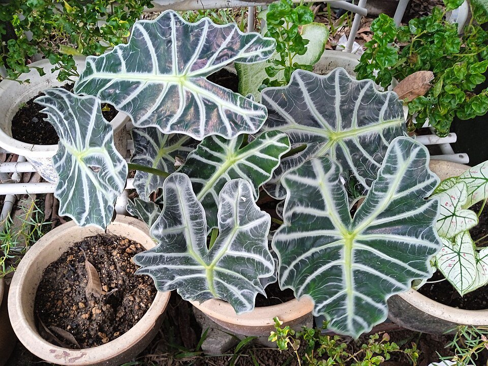 Alocasia × mortfontanensis plant in botanical garden.