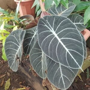 Alocasia reginula plant met donkergroene fluweelachtige bladeren en zilveren aderen.