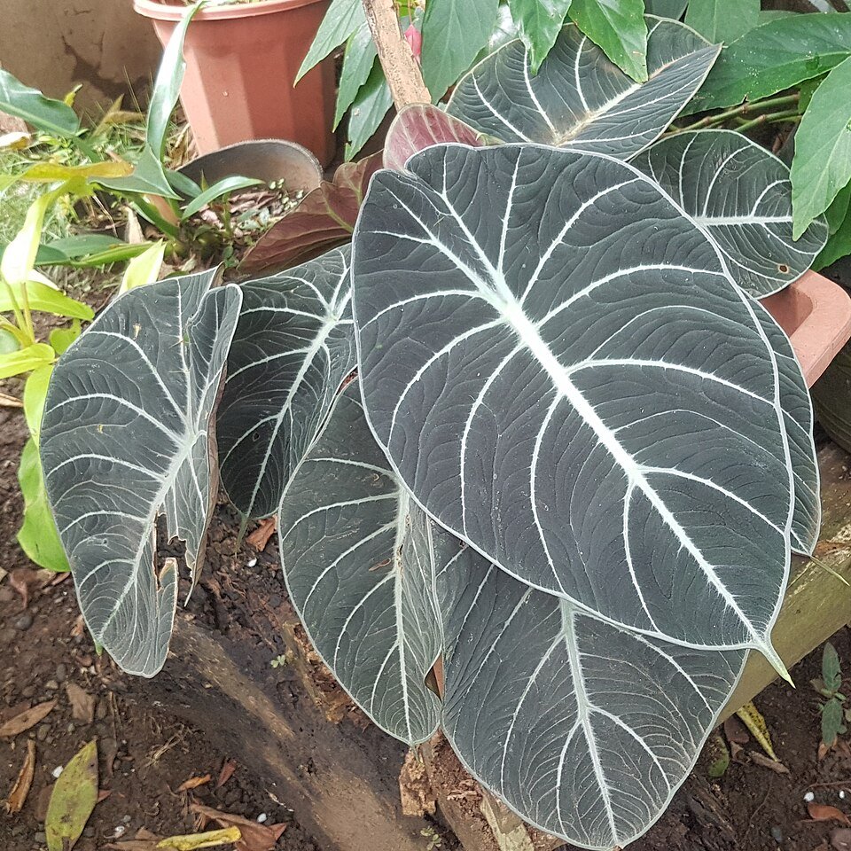 Alocasia reginula plant met donkergroene fluweelachtige bladeren en zilveren aderen.