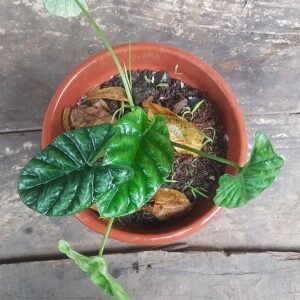 Alocasia sinuata plant with unique leaf pattern in Philippines.