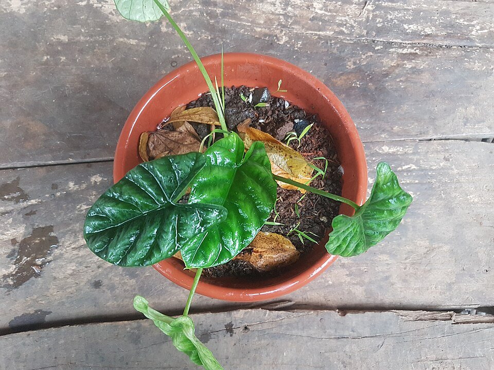 Alocasia sinuata plant with unique leaf pattern in Philippines.