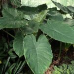 Alocasia wentii