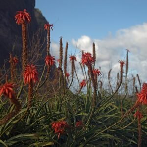 Aloë vera plant in bloei op Madeira, Portugal.
