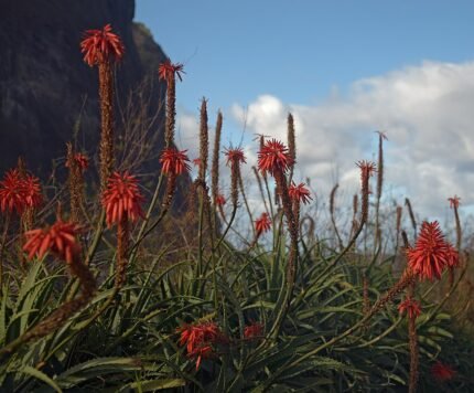 Aloë vera plant in bloei op Madeira, Portugal.