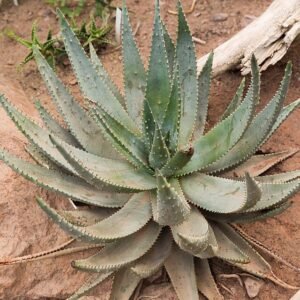 Aloë plant met lange, stekelige groene bladeren en levendige oranje bloemen.