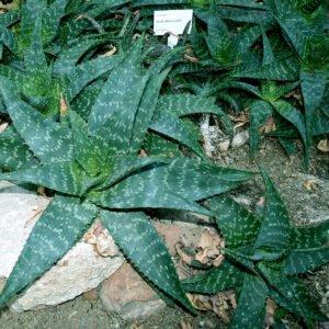 Aloe maculata plant with spotted leaves on white background.