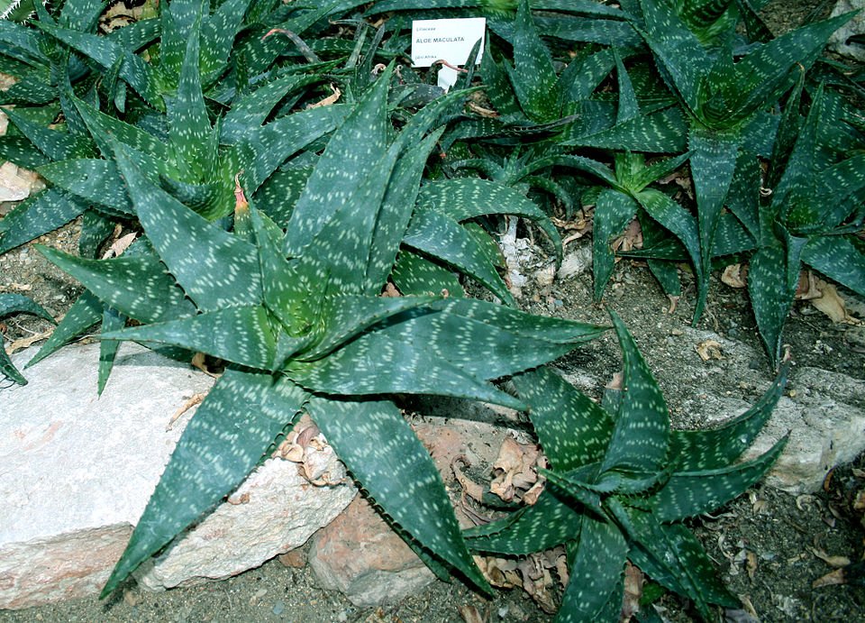 Aloe maculata plant with spotted leaves on white background.