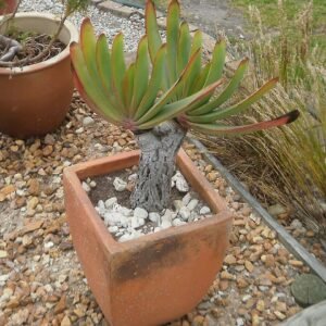 Jonge waaier aloëplant uit Zuid-Afrikaanse regio.