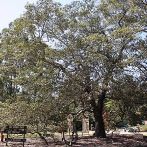 Alphitonia excelsa boom met groene bladeren en rode bessen.