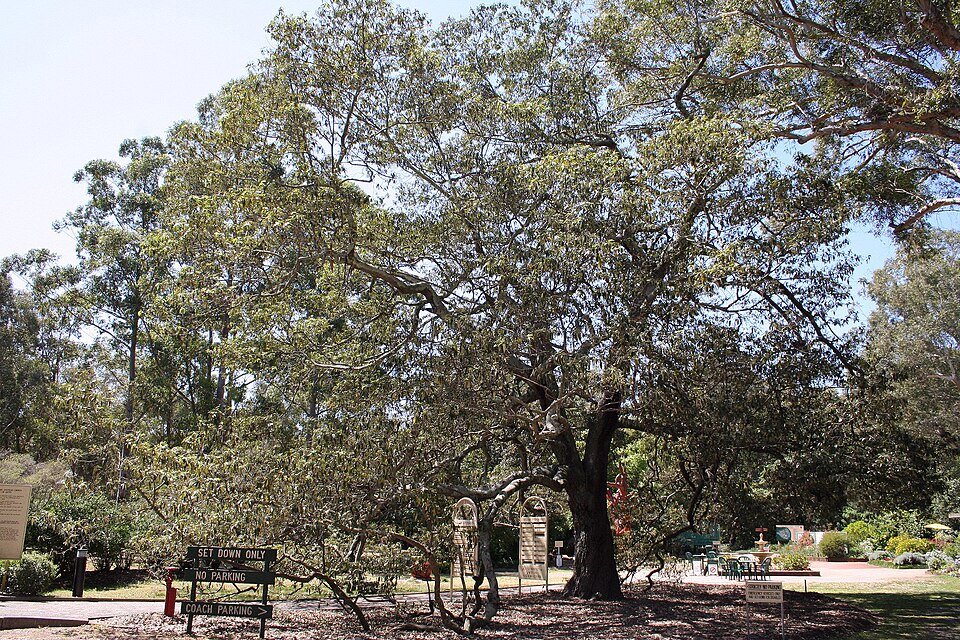 Alphitonia excelsa boom met groene bladeren en rode bessen.