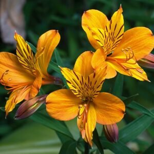 Vivid orange Alstroemeria flower on a white background.