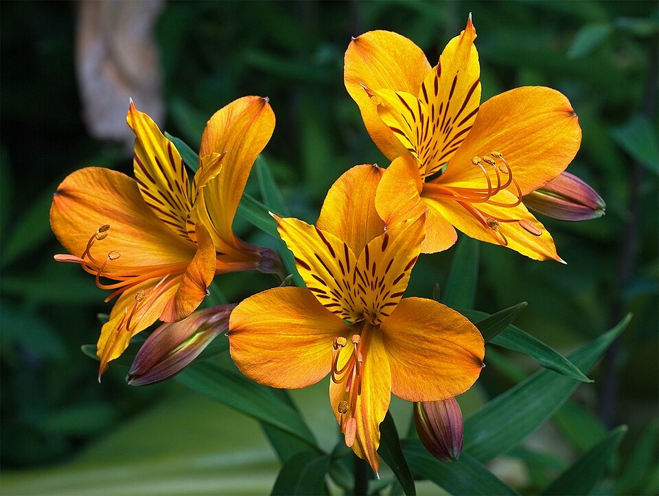 Vivid orange Alstroemeria flower on a white background.