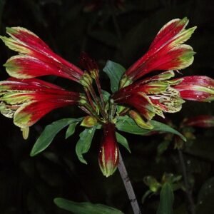 Alstroemeria psittacina bloemen in roze en gele kleuren met groene bladeren.