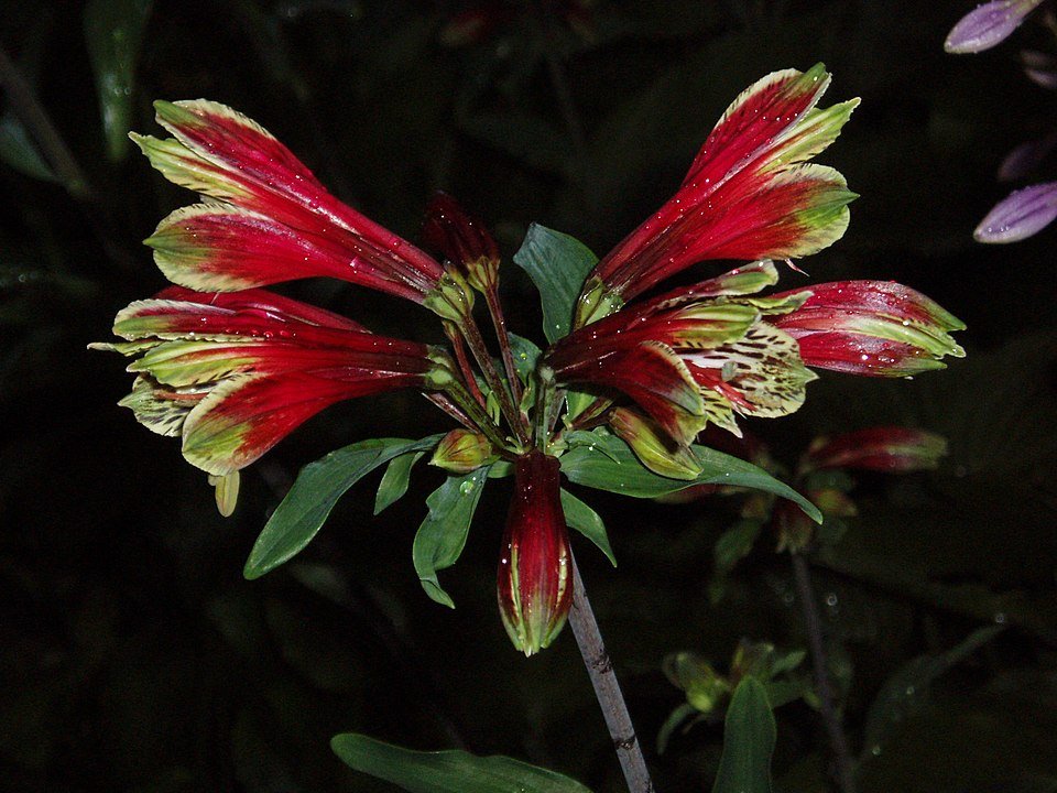 Alstroemeria psittacina bloemen in roze en gele kleuren met groene bladeren.