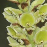 Yellow Altensteinia fimbriata orchid in bloom with green leaves on white background.