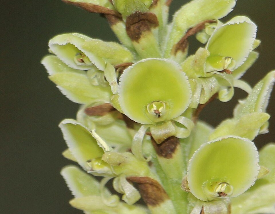 Yellow Altensteinia fimbriata orchid in bloom with green leaves on white background.
