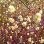 Alternanthera bettzickiana bloem in close-up, paarse en roze tinten.