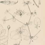 Alternanthera helleri plant met heldergroene bladeren en roodachtige stelen.