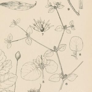 Alternanthera helleri plant met heldergroene bladeren en roodachtige stelen.