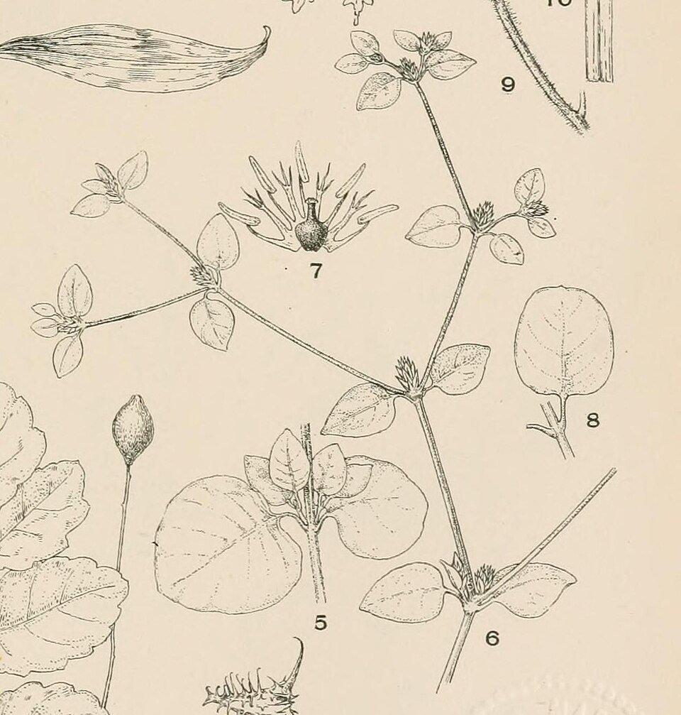 Alternanthera helleri plant met heldergroene bladeren en roodachtige stelen.