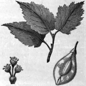 Detail van Amerikaanse iep 'Aurea' boombladeren en schors met heldere gele tinten.