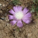 Bloeiende Centaurea moschata in zachtroze tinten met groen blad.