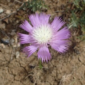 Bloeiende Centaurea moschata in zachtroze tinten met groen blad.