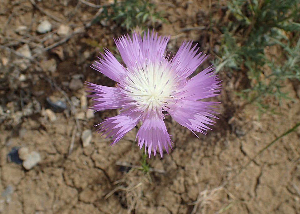 Bloeiende Centaurea moschata in zachtroze tinten met groen blad.