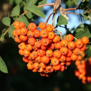Rijpe Amerikaanse Vogelkersbessen op boomtak.