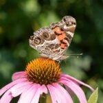 Rode zonnehoed bloem op paarse zonnehoed met Amerikaanse dame.